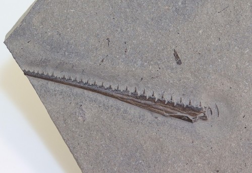 Fish pine saurorhynchus - fish,,
